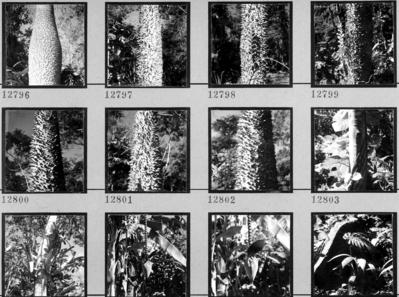 Flora no Sítio Burle Marx