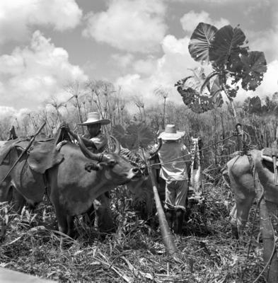 Caça de jacarés na Ilha Mexiana