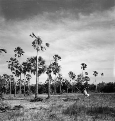 Extração e produção da Carnaúba