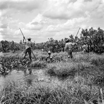 Caça de jacarés na Ilha Mexiana
