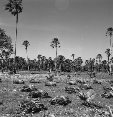 Extração e produção da Carnaúba