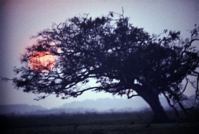 Árvore ao pôr do sol