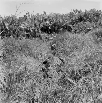 Caça de jacarés na Ilha Mexiana