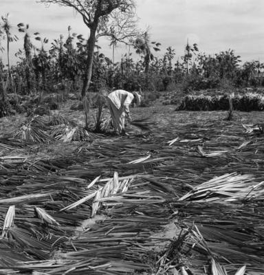 Extração e produção da Carnaúba