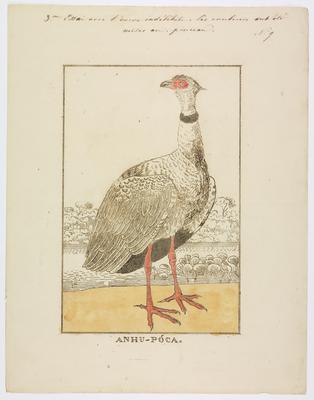 Poligrafia: Anhu-Poca.