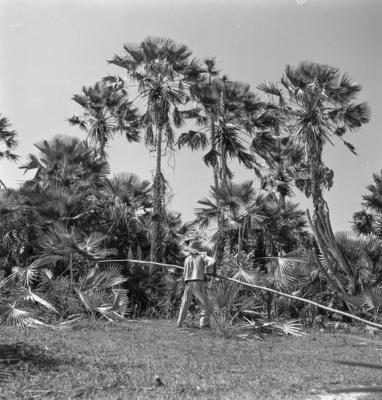 Extração e produção da Carnaúba