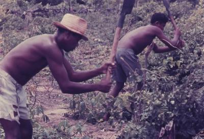 Roça no quilombo de Sibaúma
