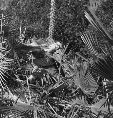 Extração e produção da Carnaúba