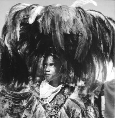 Bumba meu boi, festa popular