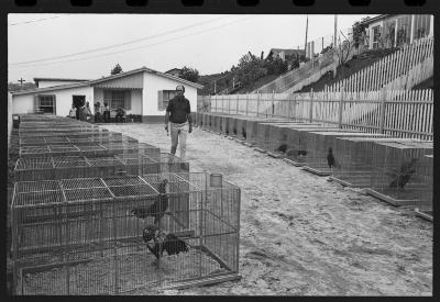 Galos usados para briga de galos