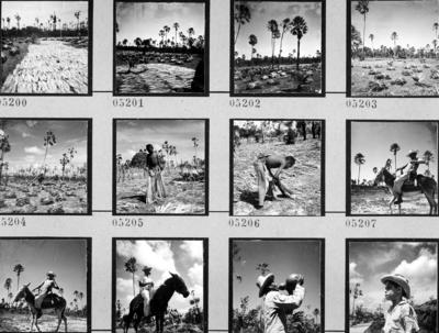 Extração e produção da Carnaúba