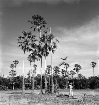 Extração e produção da Carnaúba