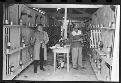 Galos usados para briga de galos