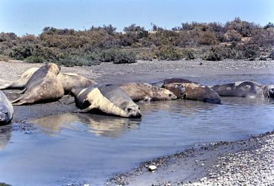 Aventuras de Igor na Antártida
