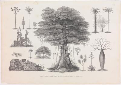 (II. Formas de plantas da América tropical)