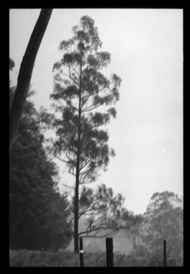 Campanha publicitária da Aracruz Celulose