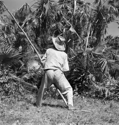 Extração e produção da Carnaúba