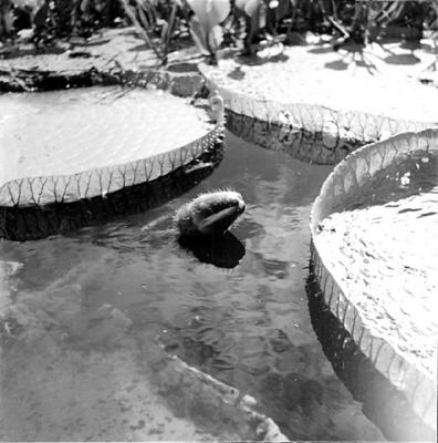 Plantas aquáticas, vitória-régia