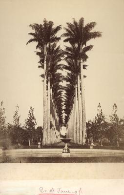 Aleia de palmeiras imperiais no Jardim Botânico