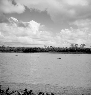 Caça de jacarés na Ilha Mexiana