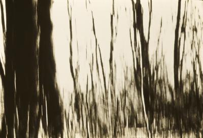 Árvores em movimento