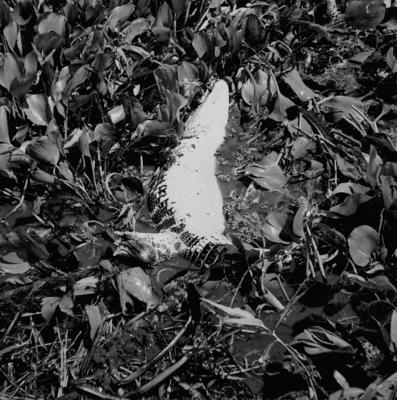 Caça de jacarés na Ilha Mexiana