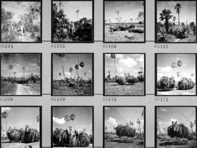 Extração e produção da Carnaúba