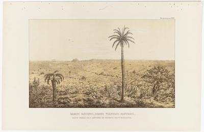 (Campos extensos, cobertos de denso matagal, perto da Serra de S. Antônio do Deserto, Província de Minas)