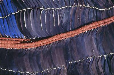 Série Xingu - Adorno plumário