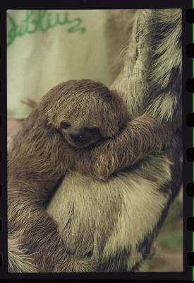 Heidi e as preguiças