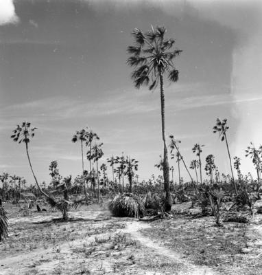 Extração e produção da Carnaúba