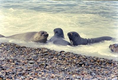 Aventuras de Igor na Antártida