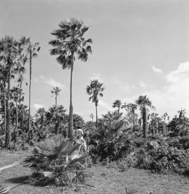 Extração e produção da Carnaúba