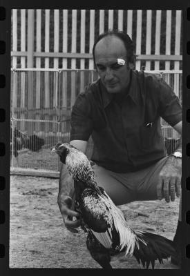 Galos usados para briga de galos