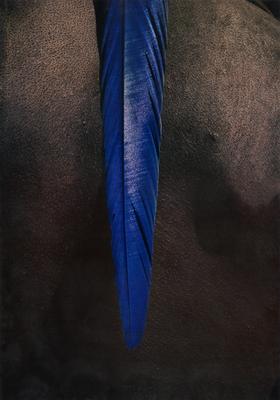 Série Xingu - Adorno plumário