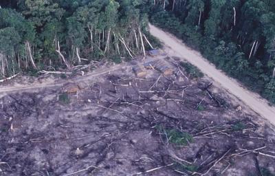 Vista aérea para floresta desmatada
