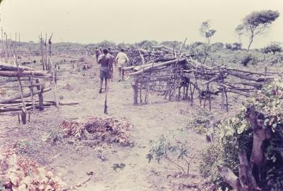 Roça do quilombo de Sibaúma