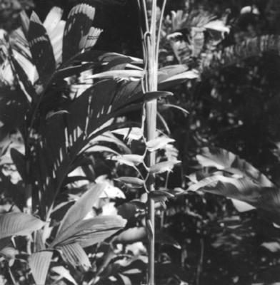 Flora no Sitio Burle Marx