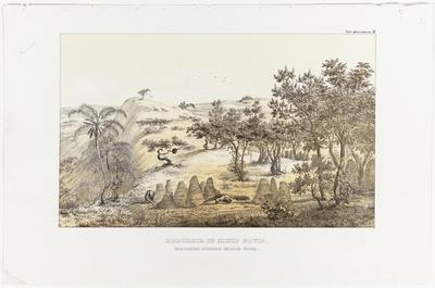 (Os arvoredos de Minas Novas chamados pelo povo "Tabuleiro Coberto")