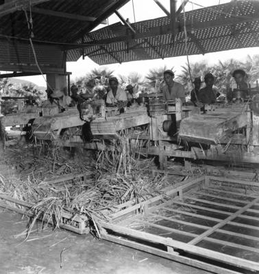 Extração e produção da Carnaúba