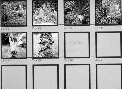 Flora no Sítio Burle Marx