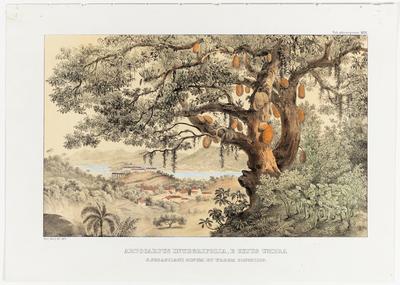 (Artocarpus integrifolia [jaqueira], de cuja sombra vê-se a baía e a cidade de S. Sebastião [do Rio de Janeiro])