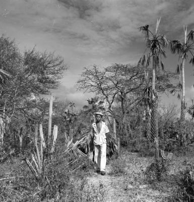 Extração e produção da Carnaúba