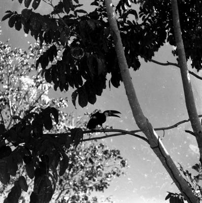 Expedição do SPI que estabeleceu os primeiros contatos com o povo Asuriní do Tocantins