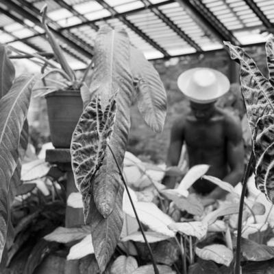 Funcionário do Sítio Burle Marx