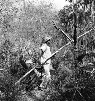 Extração e produção da Carnaúba