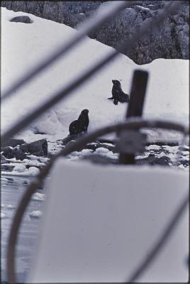 Aventuras de Igor na Antártida