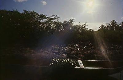 Série Caranguejeiras