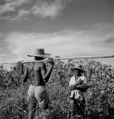 Caça de jacarés na Ilha Mexiana
