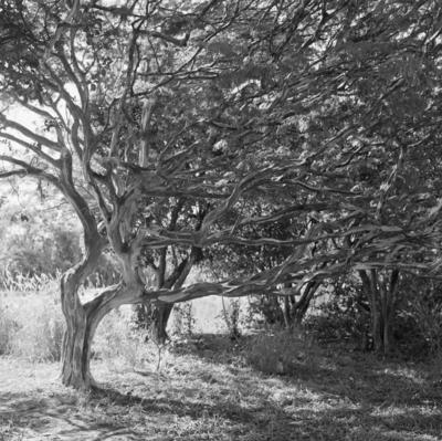 Flora no Sítio Burle Marx